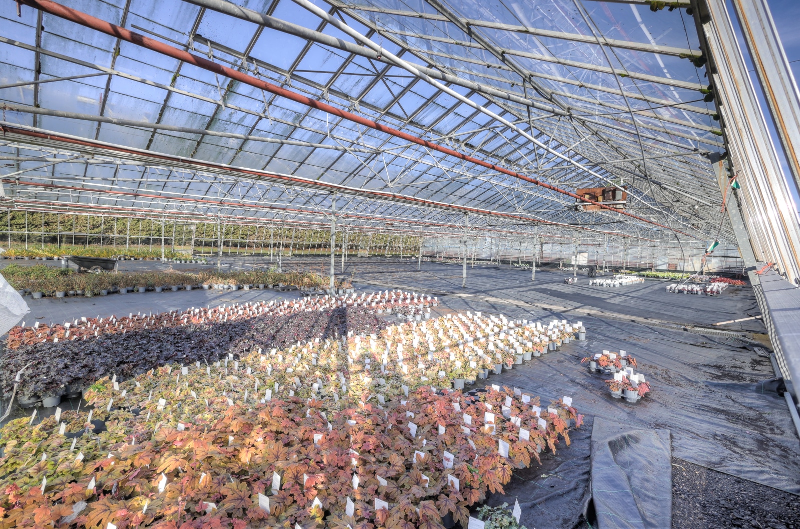 WHY260040 08.jpg